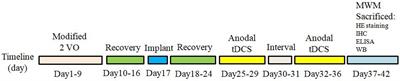 Transcranial Direct Current Stimulation Ameliorates Cognitive Impairment via Modulating Oxidative Stress, Inflammation, and Autophagy in a Rat Model of Vascular Dementia